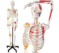Generico Modello di scheletro umano per anatomia, 70" a grandezza naturale, modello di scheletro anatomico in PVC accurato con legamenti, braccia, gambe e mascella mobili, punti di origine