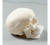 Generico Modello di Schizzo del Teschi | Modello Didattico di Anatomia del Teschi Umano | Piccoli Artigianali, Decorazioni di Halloween per Insegnare L'anatomia Esposizione Didattica