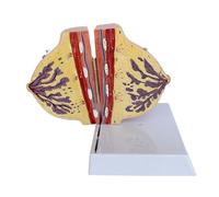 Generico Modello di seno non in allattamento - Modello di visualizzazione anatomica della sezione sagittale del seno, modello di anatomia del seno umano, formazione scientifica ideale per il medico