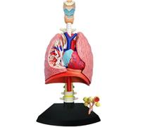 Generico Modello di sistema respiratorio 4D Modello di polmone anatomico, modello di cuore e polmoni umani 21 parti rimovibili per l'insegnamento medico scientifico