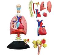 Generico Modello di Sistema respiratorio 4D Modello di polmone anatomico, Modello di Cuore e polmoni Umani 21 Parti Rimovibili per l'insegnamento Medico