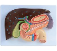 Generico Modello di sollievo del fegato e della cistifellea - Pancreas umano Modello anatomico del duodeno epatico e della cistifellea per la scuola Educa - Modello della sezione gastrica