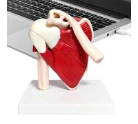 Generico Modello di Spalla - Sussidio Didattico Anatomico In PVC | Modello Anatomico Della Spalla,Per Dimostrazione Insegnamento Formazione Uomini Ragazzi Ragazze Giovani Adolescenti Figlio