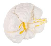 Generico Modello di Studio del Cervello Umano Smontabile Parti Interattive in Materiale Robusto per Aula Medica e Apprendimento Psicologico