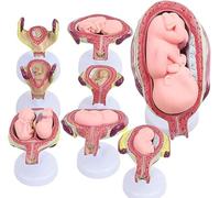 Generico Modello di sviluppo embrionale umano - 8 pezzi Modello anatomico della gravidanza, prezzi fetali rimovibili con opzione gemellare, 7 fasi - per l'educazione Visualizzazione dell'utero