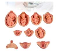 Generico Modello di Sviluppo fetale da 10 Pezzi, Kit Completo di embrioni di Gravidanza di 9 Mesi con componenti Rimovibili, for insegnamento, consulenza Medico-paziente e Decorazione della scrivania