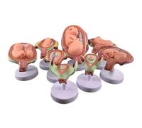 Generico Modello di Sviluppo fetale, Set di Modelli di Sviluppo dell'embrione Umano 8PCS, Anatomia della Gravidanza del feto del Bambino 1:1, la Formazione e la Pratica di Ricerca