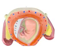 Generico Modello di sviluppo fetale, studio dell'infermiera anatomica rimovibile dello sviluppo embrionale umano 8PCS Modello del processo di sviluppo della gravidanza umana