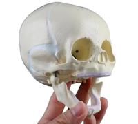 Generico Modello di Teschio di Neonato Umano - Anatomia del Teschio Fetale, Modello di Teschi di Bambino, Materiale PVC, Strumenti Educativi per l'Apprendimento dei Bambini, Disegnato a Mano