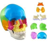 Generico Modello di teschio umano dipinto, modello anatomico di teschio umano 4D, 22 parti di assemblaggio per lo studio dell'educazione scientifica, insegnamento con manuale di studio