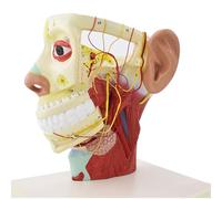 Generico Modello di testa umana, anatomia anatomica umana della mezza testa del viso modello di studio mediano del collo del cervello, sanguigno nervoso per lo studio di materiale didattico