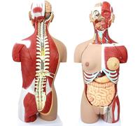 Generico Modello di torso umano a doppio sesso, il modello del corpo umano a grandezza naturale da 85 cm ha 29 organi umani rimovibili, scheletro del modello anatomico per l'esposizione