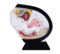 Generico Modello di utero trasparente, modello anatomico della vagina umana, modello di organo riproduttivo femminile, cavità pelvica, modello didattico del retto per la formazione educativa