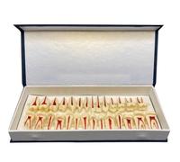 Generico Modello Didattico Dentale per lo Studio dei Denti con Ingrandimento 2X - 28 Pezzi Modello di Dente Permanente a Due Colori - Simulazione di Dente Orale per Studio e Formazione