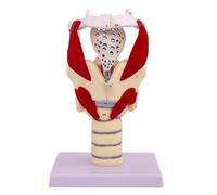 Generico Modello funzionale della laringe, modello anatomico 3X del modello della faringe della laringe, modello umano per rafforzare la struttura del collo e la medicina della funzione