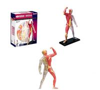 Generico Modello in Miniatura del Sistema Muscolare, Modello dello Scheletro Muscolare dell'anatomia Umana per Lo Studio e l'esposizione Modello di Anatomia del Sistema Muscolare per Il Bambino