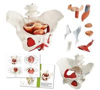 Generico Modello muscolare femminile del pavimento pelvico - Muscoli del pavimento pelvico 3D e organi riproduttivi, recupero postpartum, struttura degli organi pelvici con 2 vertebre lombari