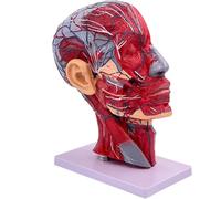 Generico Modello Neurovascolare Superficiale della Testa Umana - Modello Anatomico della Testa Umana a Grandezza Naturale 1:1, con Dettagli Neurovascolari e Muscolari Superficiali