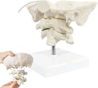 Generico Modello Occipitale - Modello della Colonna Cervicale, Modello della Colonna Cervicale Umana 1,5X a Grandezza Naturale, Materiale PVC, Modelli Scheletrici Mobili per Allungamento