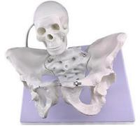 Generico Modello Ostetrico per il Parto - Modello Anatomico del Bacino Femminile, con Cranio Fetale, Proporzioni Accurate, Materiale PVC per Strumenti Educativi sul Parto