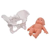 Generico Modello pelvico con bambino, mini modella del bacino femminile per il parto, strumenti per l'educazione al parto, modello pelvico per dimostrazione del parto, modello didattico