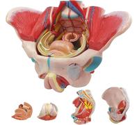 Generico Modello pelvico Femminile - Modello di Anatomia del Bacino a grandezza Naturale 1:1, organi Rimovibili con Muscoli del Pavimento pelvico, nervi e apparato riproduttivo per Lo Studio