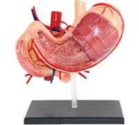 Generico Modello Realistico di Anatomia dello Stomaco in 4D, Modello anatomico degli organi Umani, Modello di Anatomia dello Stomaco per l'educazione e Lo Studio dei Medici