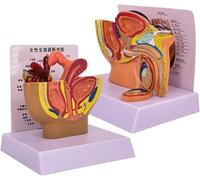 Generico Modello sagittale del bacino maschile 1PC, modello anatomico del sistema riproduttivo della prostata, replica per l'educazione all'anatomia e alla fisiologia umana, per studio