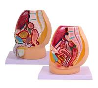 Generico Modello sagittale di Bacino Maschile e Femminile, Modello di Utero genitourinario, Modello di Anatomia riproduttiva del Bacino, Sistema genitourinario per la Medicina e l'insegnamento