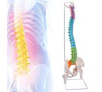 Generico Modello scheletro umano della colonna vertebrale a grandezza naturale 34,5'', modello anatomico della colonna vertebrale colorato con tutti i nervi, arterie, colonna lombare e femore