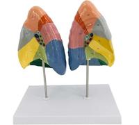 Generico Modello Segmentale Polmonare Colorimetrico dell'Anatomia Polmonare, Modello Polmonare Umano, Modello del Sistema Respiratorio Etichettato Digitalmente e con Partizioni Colorate