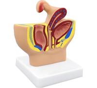 Generico Modello Sezionale Sagittale Pelvico Femminile, modello anatomico del sistema riproduttivo pelvico in scala 1/2, materiale PVC per comunicazione con i pazienti e dimostrazione