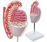 Generico Modello Testicolare Umano - Modello anatomico del testicolo maschile, ingrandimento 3,5 volte, sistema riproduttivo/pattern genitourinario - per lo studio dell'educazione scientifica