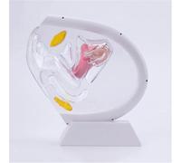 Generico Modello Trasparente dell'utero, Modello anatomico visibile della Vagina Umana Modello dell'organo riproduttivo Femminile, per la Formazione educativa di insegnamento Medico,Bianca