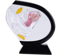 Generico Modello Trasparente dell'utero, Modello anatomico visibile della Vagina Umana Modello dell'organo riproduttivo Femminile, per la Formazione educativa di insegnamento Medico,Nero