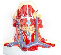 Generico Modello umano di arterie e vene del collo, modello anatomico degli organi umani, modello di arterie e vene del collo, dei muscoli anteriori cervicali - didattica e la visualizzazione
