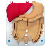 Generico Modulo di Formazione per Chirurgia Laparoscopica, Modello di Organismo in Silicone del Sistema Urinario, Trainer Laparoscopico in Silicone in Rapporto 1:1, Organico per la Pratica