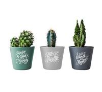 Generico Music Lover Set 3 Piantine Cactus specie varie Personalizzate Piante Finte in Vaso Interno Esterno Verde Idea Regalo Decorazione Casa Bagno Uffici da Tavola Cucina Vasetti