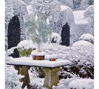 Generico Outdoor Winter Plant Covers, Clear Winter Plant Frost Bags, Waterproof Freeze Plants Film Cover, PE with Drawstring for Shrubs Sapling Bushes