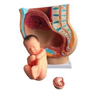 Generico Parti del bacino femminile umano con organi rimovibili, modello del bacino della gravidanza a grandezza naturale, modello anatomico della gravidanza in 4 parti, modello del feto del bambino