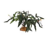 Generico Piante per Rettili da Terrario,Vegetazione Artificiale Decorazioni Acquatiche | Hair Fruit Residues Drain Cleaner - per Pesci Tartarughe Betta Gechi Camaleonti Rane Anfibi
