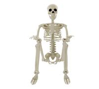 Generico Posable Skeleton - with Movable Joints 90cm Realistic Skeleton