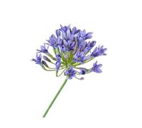 Generico Ramo di agapanto africano di lusso Decorazione da tavolo for la casa Fiori artificiali in seta Accessori for foto Decorazioni for hotel Flores Artificiales(Purple)
