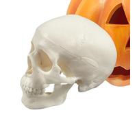 Generico Realistic Skull Model, Skeleton Head, Small Anatomy Craft, Educational Display with Removable cap for Halloween, Teaching, Learning, Classroom, School, Decor, 3.74x2.95x2.56 Inches
