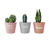 Generico Ridi Ama Sogna Set 3 Piantine Cactus specie varie Personalizzate Piante Finte in Vaso Interno Esterno Verde Idea Regalo Decorazione Casa Bagno Uffici da Tavola Cucina Vasi neri