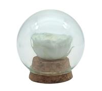 Genérico Rosa eterna bianca conservata. Cupola in vetro. Rosa bianca eterna. Compleanno, regalo originale. Fiori bianchi conservati Made in Spagna.