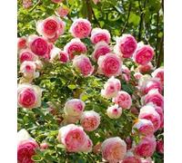 Generico Rose Pierre de Ronsard 1 vaso 19cm scegliere il colore. FORTE RESISTENTE, rosetto perfetto MADE IN ITALY, curate e senza pidocchi, TERRE DI ROMAGNA, dove le piante sono piu belle!! (ROSA)