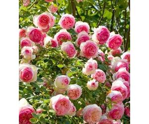 Generico Rose Pierre de Ronsard 1 vaso 19cm scegliere il colore. FORTE RESISTENTE, rosetto perfetto MADE IN ITALY, curate e senza pidocchi, TERRE DI ROMAGNA, dove le piante sono piu belle!! (ROSA)