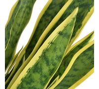 Generico Sansevieria Pianta Artificiale con Vaso 65 cm Verde,Verde,3.94kg,244428