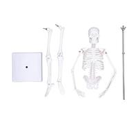 Generico Scheletro Umano 45 cm con Giunti Mobili e Supporto PVC | Modello didattico per studenti di medicina, fisioterapisti e artisti, articolazioni snodabili per pose naturali, struttura